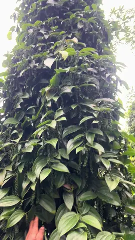 Tùng linh thu quả anh em ạ