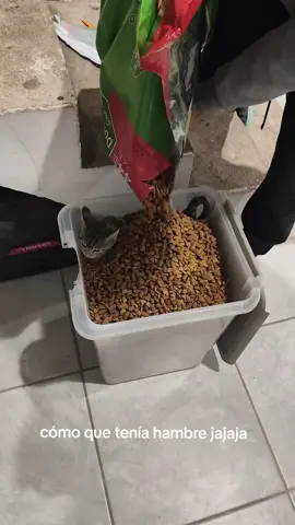 #viral #gato#humor 😸❤️