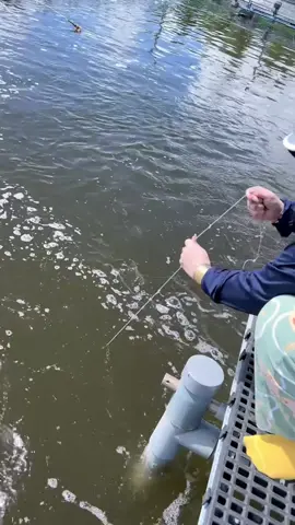 Ae mình cứ thế thôi 😛 #trending #xuhuong #tom 