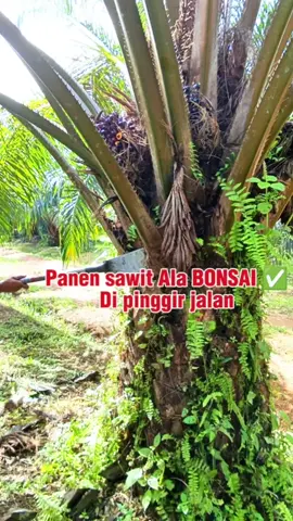 panen sawit setelah proses pembersihan lahan  #Bangturipoficial 