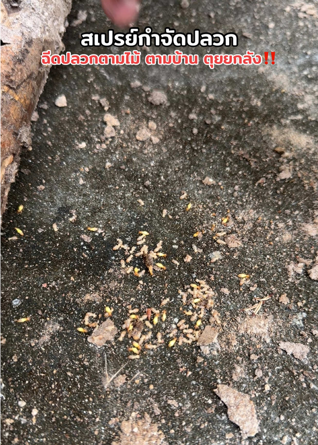 สเปรย์กำจัดปลวก ฉีดตามไม้ตามบ้านตัวยกลังตุยยกลัง‼️ #สเปรย์ #สเปรย์ปลวก#กำจัดปลวกในบ้าน #สเปรย์กำจัดปลวก 