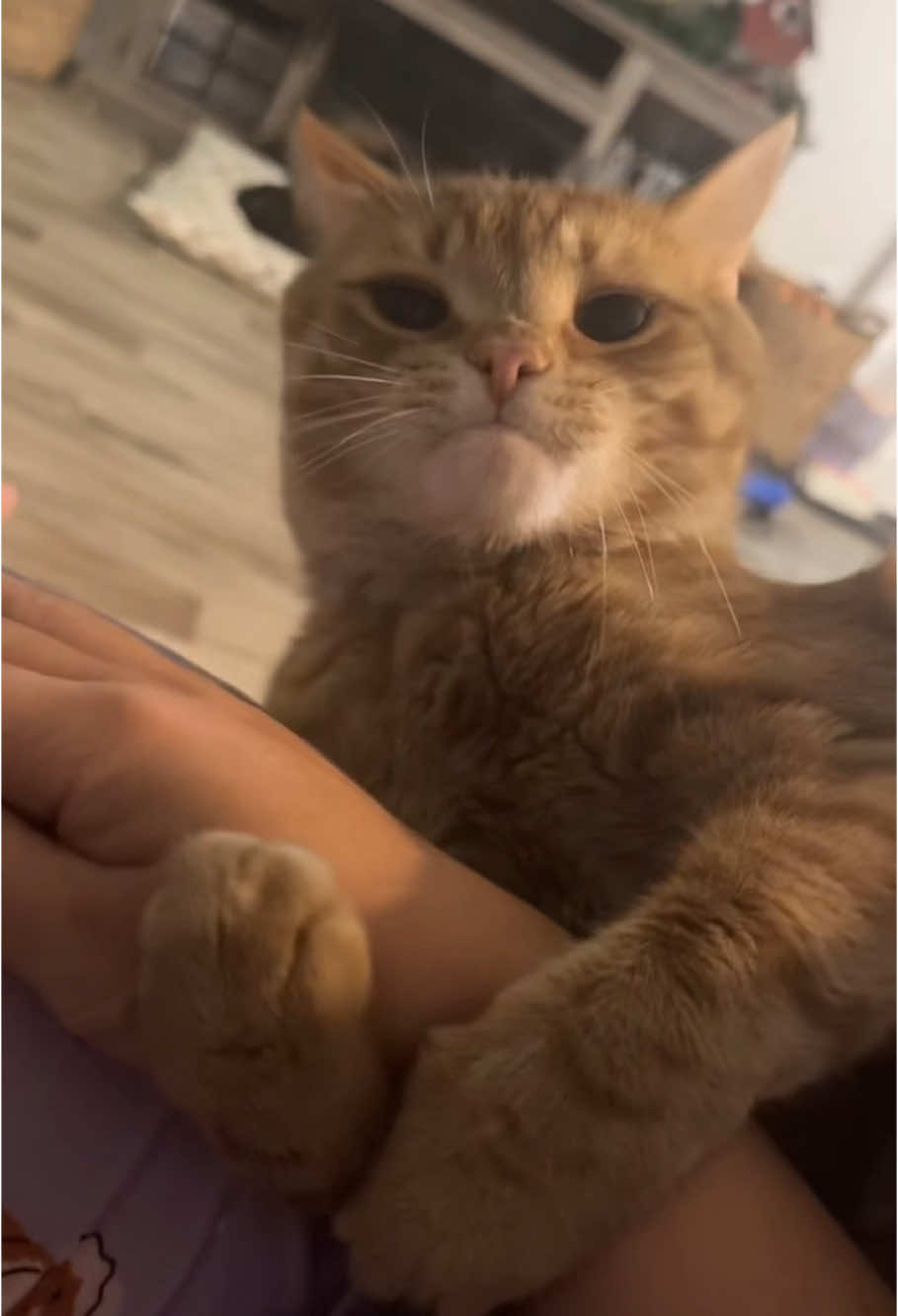 I think this orange cat is mad 😡 #fyp #foryou #cat #petlove #catsoftiktok #catlover #funny 
