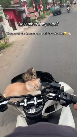 Untung kucingnya anteng😁 #kucinglucu #kucingimut #kucingku #kucingviral #kucingtiktok 