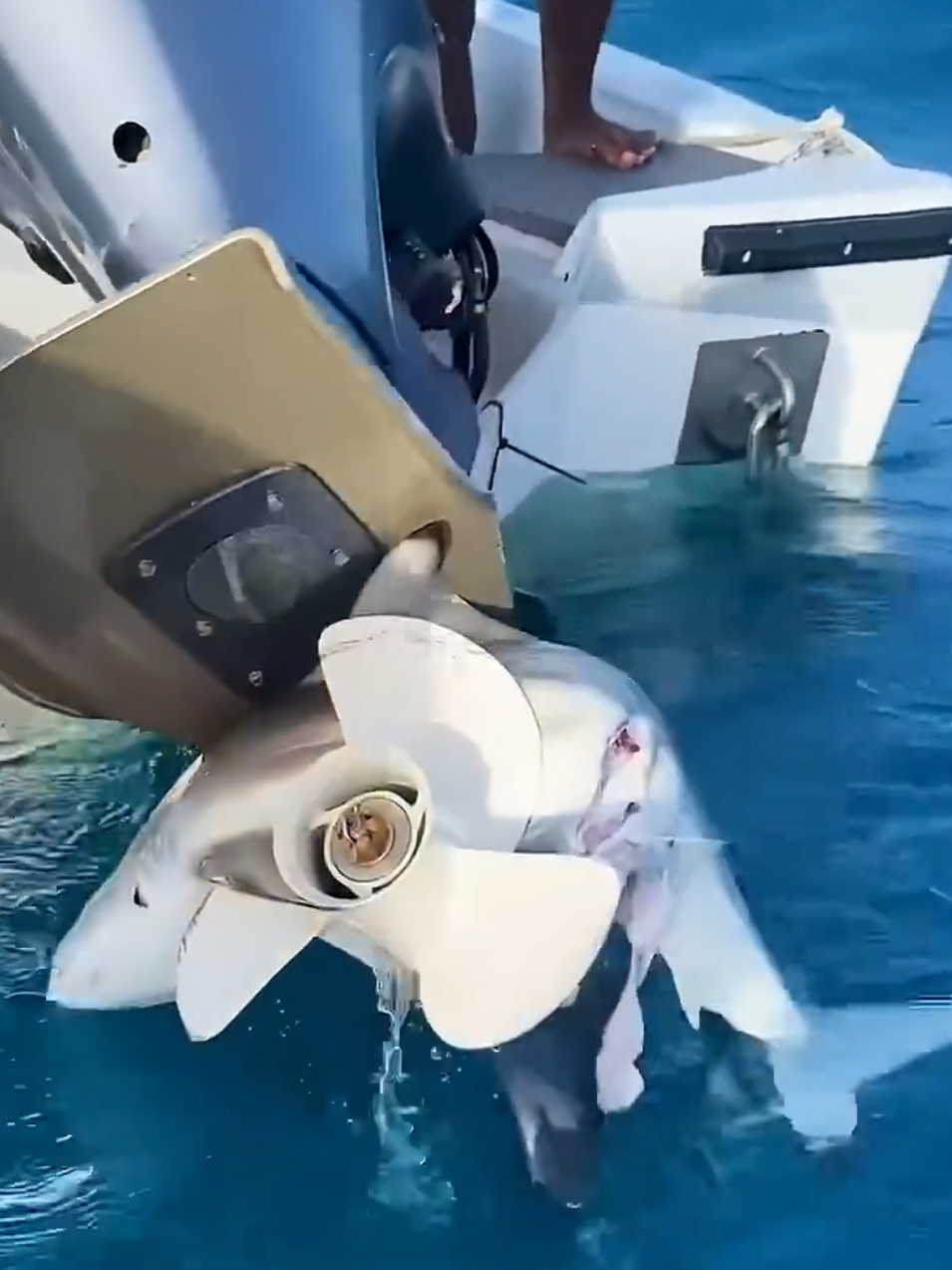 #creatorsearchinsights #underwater #millionviews #shark #mood 