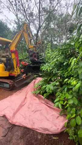 máy anh kĩ sư Hà Nội vô hái cà phê bằng máy múc##xuhuong 