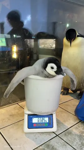 バケツからあふれ出る！ #エンペラーペンギン　#アドベンチャーワールド