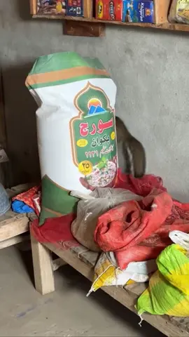 Monkey 🙈 ny kiya hal kiya( part2)#sksaqib #funny #comedian #funnyvideos #dontunderreviewmyvideo 