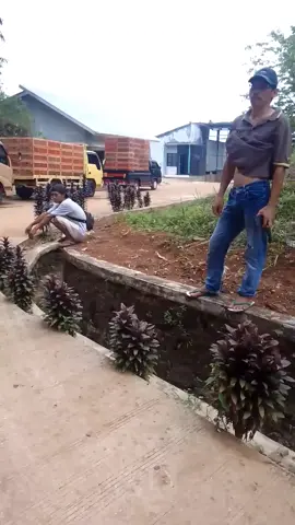 #pengusahamuda #ayamboiler #fyvdongggggggggg #pejungrupiah 