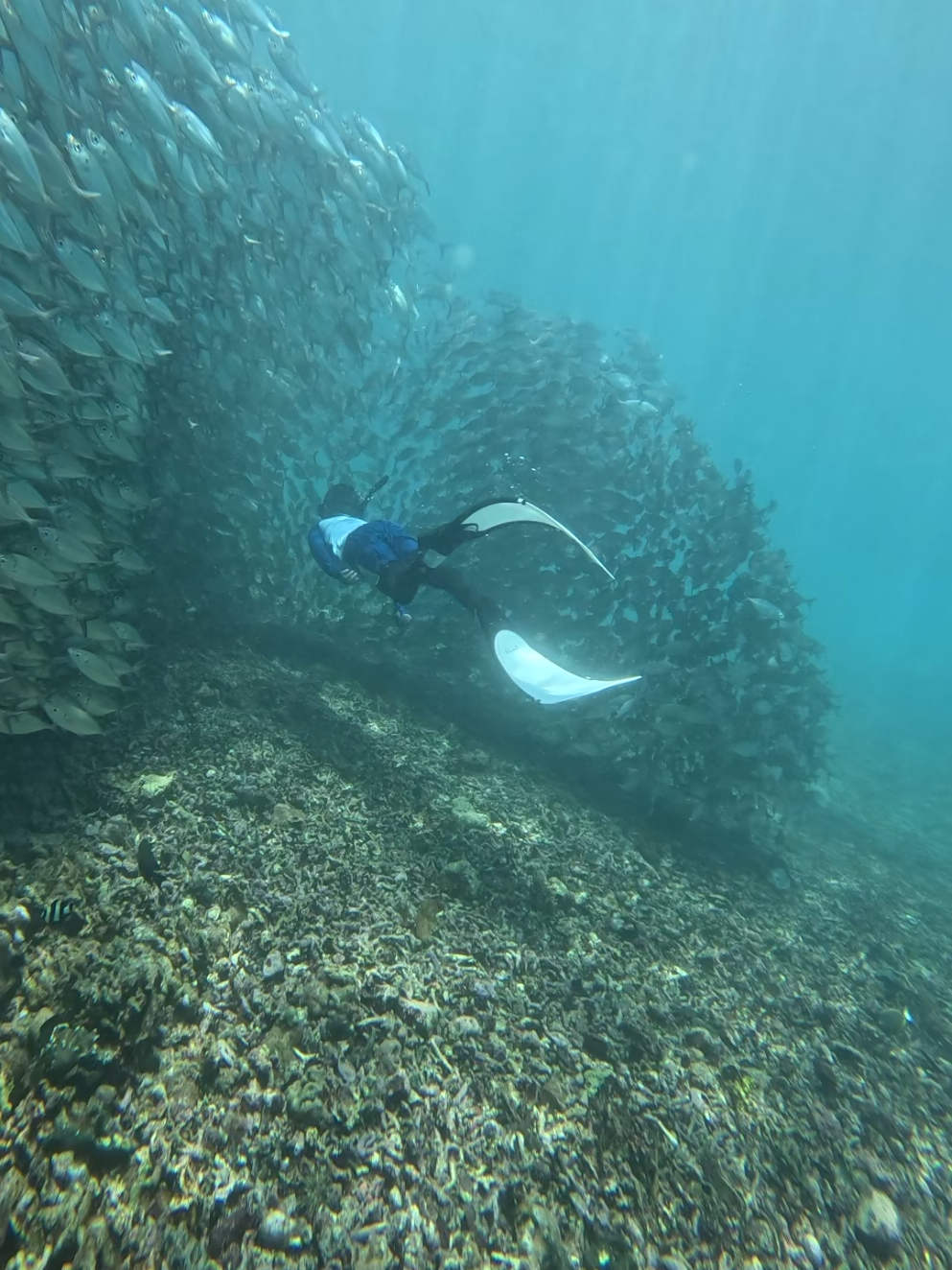 Masih tentang sekumpulan ikan tude di pantai Jikomalamo, Ternate. (Karena spot ini memang jadi favorit akhir-akhir ini 😅) Kegiatan ini diawasi dan didokumentasikan oleh tim Gurita Freediving Ternate. #guritafreedivingternate #freedivingvideo #fyppppppppppppppppppppppp #ternate_malukuutara 
