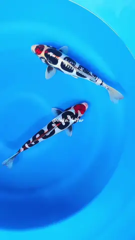 #fyp #ikankoi #koi #koiblitar #koiblitar 