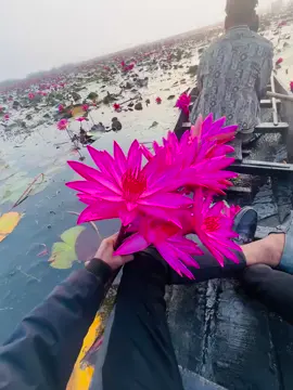 🌸🤍#viral #fyp #CapCut 