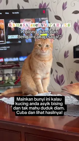 Bahasa Kucing Part 58: Guna Bunyi Ini Kalau Kucing Nakal 🥹