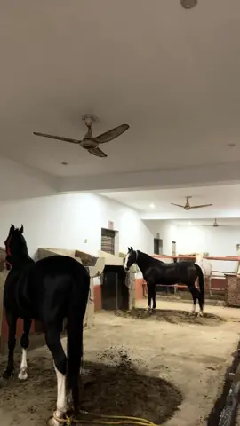 🐎🚔.                                                                                         #fyp #horses #transporter #fortunergrsport 