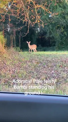 Funny little deer 🦌 #deer #babydeer #fawn #cuteanimals #adorable  