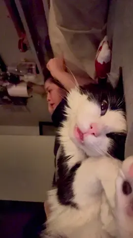 My kitten understands me more than anyone ❤️🐱.#cat #fyp #kitty #catlover #catsoftiktok 