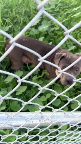 This sweet girl is at the exact same intersection that I rescued Bear from. Shes inside a gated utility company’s lot. I was able to slip through a gap in the corner, but she is so skittish. She ran out the other side, jumped on one fence to hop a taller fence into a cactus field. She has either recently had puppies or she was bred until she could not longer produce litters and then dumped. I’m going back tomorrow to trap. Can anyone foster her, message me 🙏🏻💙💙 #animalrescue #dogsoftiktok #dogtok #rescuedog 