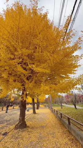 Mùa thu ở nhật đẹp đến nao lòng ❤️#xuhuong #muathu #nhatban #trending #fyp @Min 