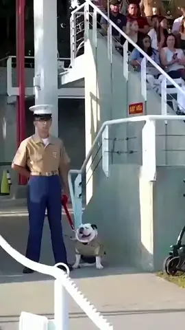 Parris Island Devil Dog — Corporal O’Kemei steps onto the field 🐶🔥 🇺🇸 #usmc #marines #honor #leadership #SemperFi 
