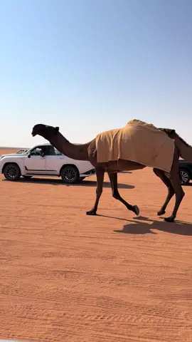 فرديات احمد قعيد بتجاه فحص الوبره #اكسبلور #اكسبلور #مهرجان_الملك_عبدالعزيز_لمزاين_الابل10 #مطير 