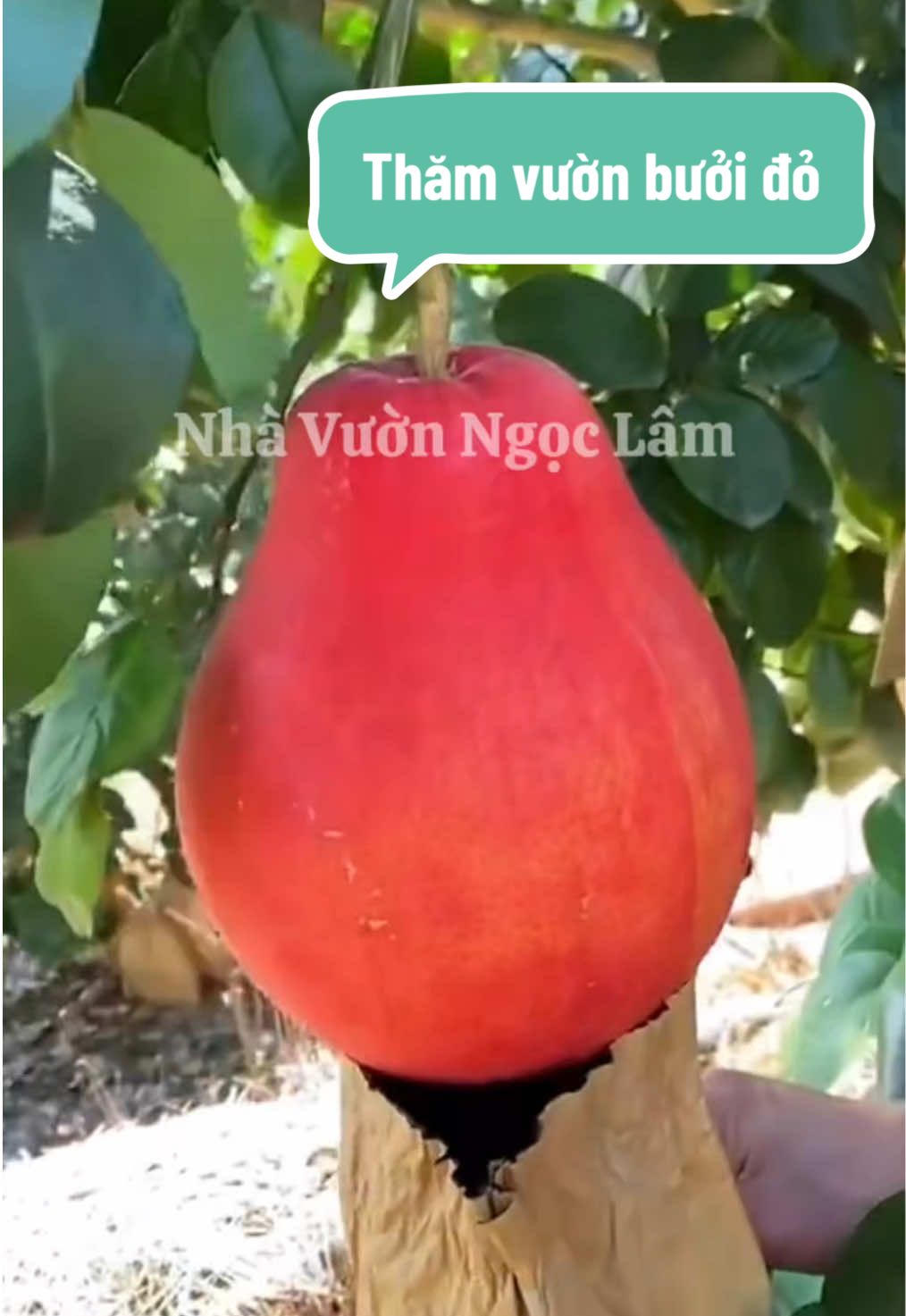 Nay dẫn các bác đi thăm vườn bưởi đỏ đấy ạ #nhavuonngoclam #cayanqua #buoido