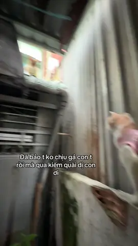 Ba mẹ nó đâu khuyên nó dùm coi #xh #xhtiktok #xhhhhhhhhhhhhhhhhhhhhhhh #fyb #meow 