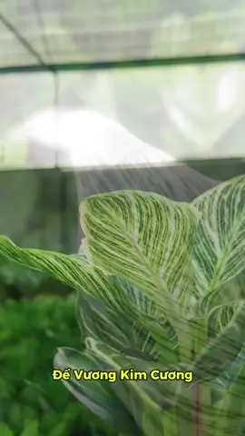 #goldenlifegarden #caycanh #cayphongthuy #xuhuong 