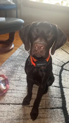 Can’t get enough of being the center of attention #dog #funnyvideos #funny #fyp #dogsoftiktok 