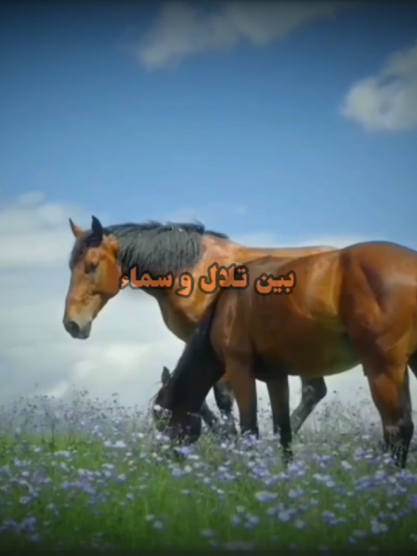 هورس لاند، أغاني سبيستون #سبيستون_اغاني #سبيستون_قناة_شباب_المستقبل #spacetoon #سبيستونيات #اغاني_كرتون 