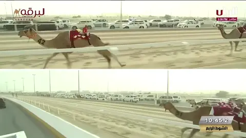 مبشره❣️#هجن #هجن_الاصايل #explore  #fyp 