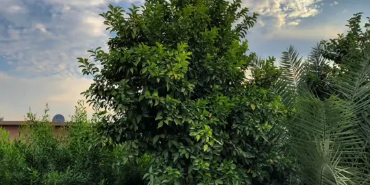 اشكر كل من رفض هوانا #اغاني_مسرعه🎧🖤 #اغاني_مسرعه💥 #اصاله 