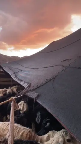 #في هذا اليوم 