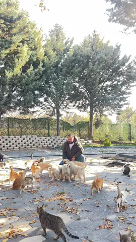 #hayvansevgisi #kedi #köpekvideoları #yavruköpek #fy 