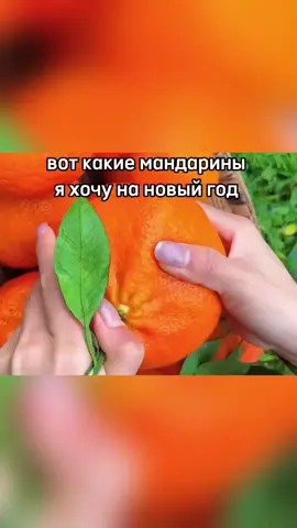 мандарин mandarin 