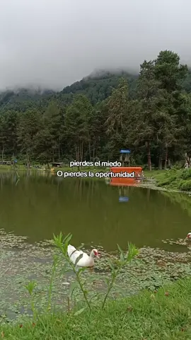 🦆🦆#frases #consejos #fyp #paratiiiiiiiiiiiiiiiiiiiiiiiiiiiiiii 