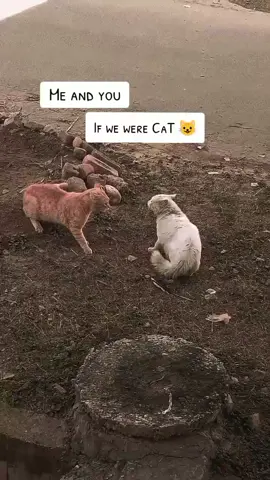 Meow meow 😹💗 #4u #mirpur_ajk #nature #creatorsearchinsight 