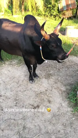 ปีนึงแล้วไม่ถูกคู่ที🤣#ดุกด้างเพชรรุ่งเรือง (ซัดดำ)