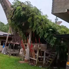 Tongkonan Ka'pun tinggal hingan jam akan dieksekusi 😭😭😭 #Tongkonanka'pun #adattoraja #wisata #selsultorajautara📍📍 