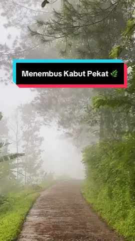 Menembus dinginnya kabut🌿❤️😍#mlampah2_57 #kabut #magelangexplore #wisatamagelang #padahariini 