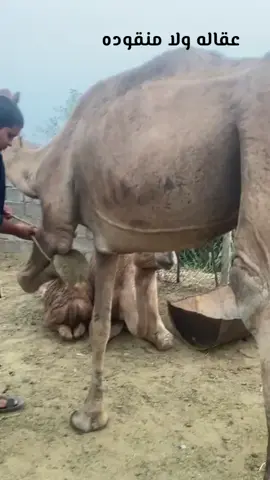 #اهل_العوادي #اهل_العوادي #اهل_العوادي #الصدره_غامد #الصدره_غامد 