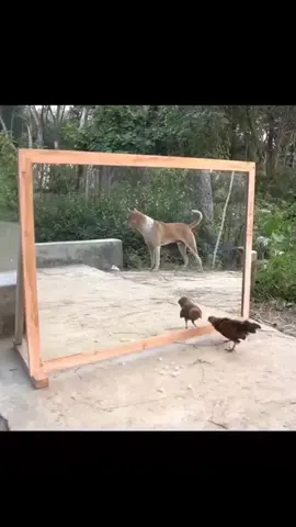 dog vs Mirror 😂 #prank #dogsoftiktokviral #dogsvsmirror 