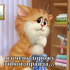 ты дорог мне.. #котики #fyp #рек #рекомендации #мяу #котики #котята #котыалексеядолотова #кот #котики 