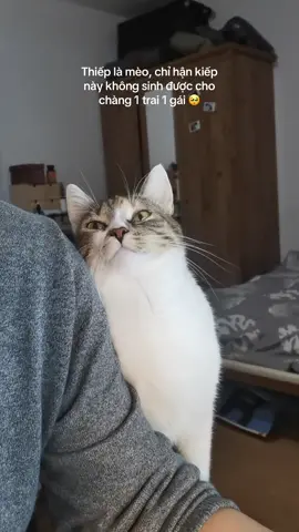 Dẹo dẹo cỡ đó #PetsOfTikTok #fyp 