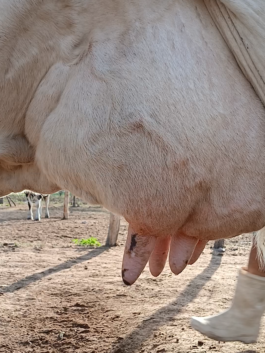 #tirandoleitedavaca #tiktokviral 