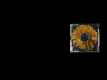 The Fields 🌻🖤🎧 #songlyrics #lyrics #song #foryou #fyp 