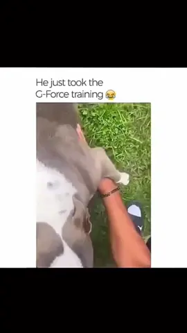 Funny and cute dogs compilation 🤣… #funnydog #funnypet #cutedog #dogsoftiktok #doglover 