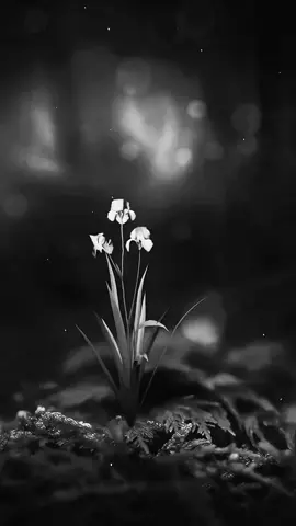 #وما ابتلاك إلا لأنه أحبك ♥💚🌹#الحمدلله_دائماً_وابداً💚 