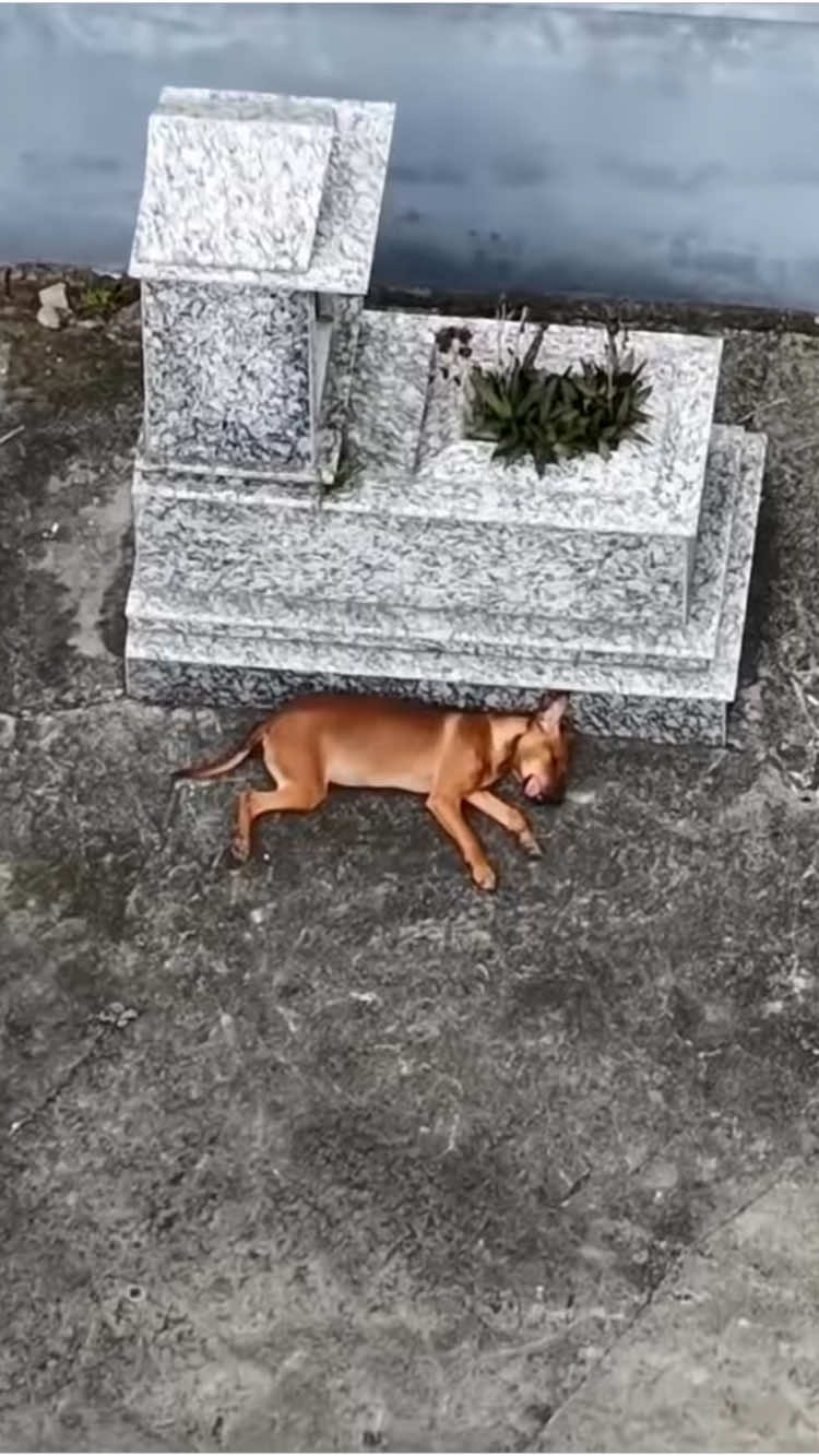 On my son's 10th birthday, my wife bought him a drone. While my son and I were learning to fly, I found this poor dog lying motionless. I immediately ran to check and found that this stray dog ​​was exhausted from hunger and fainted. Without hesitation, I saved it and took it home to care for it. #rescue #animalrescue #dogrescue #fyp #animals 