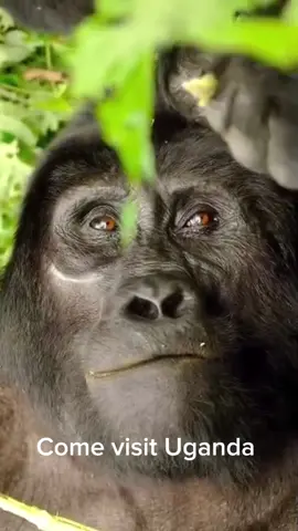 #CapCut @Openbill Safaris Uganda #uganda #foryoupage #fyp #gorilla 