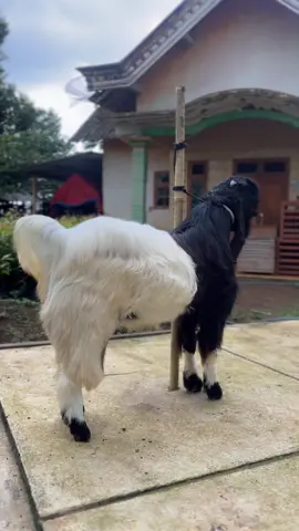 #kambingseni #sentanu #fyp #sangk_conkfarm #peternakmasakini 