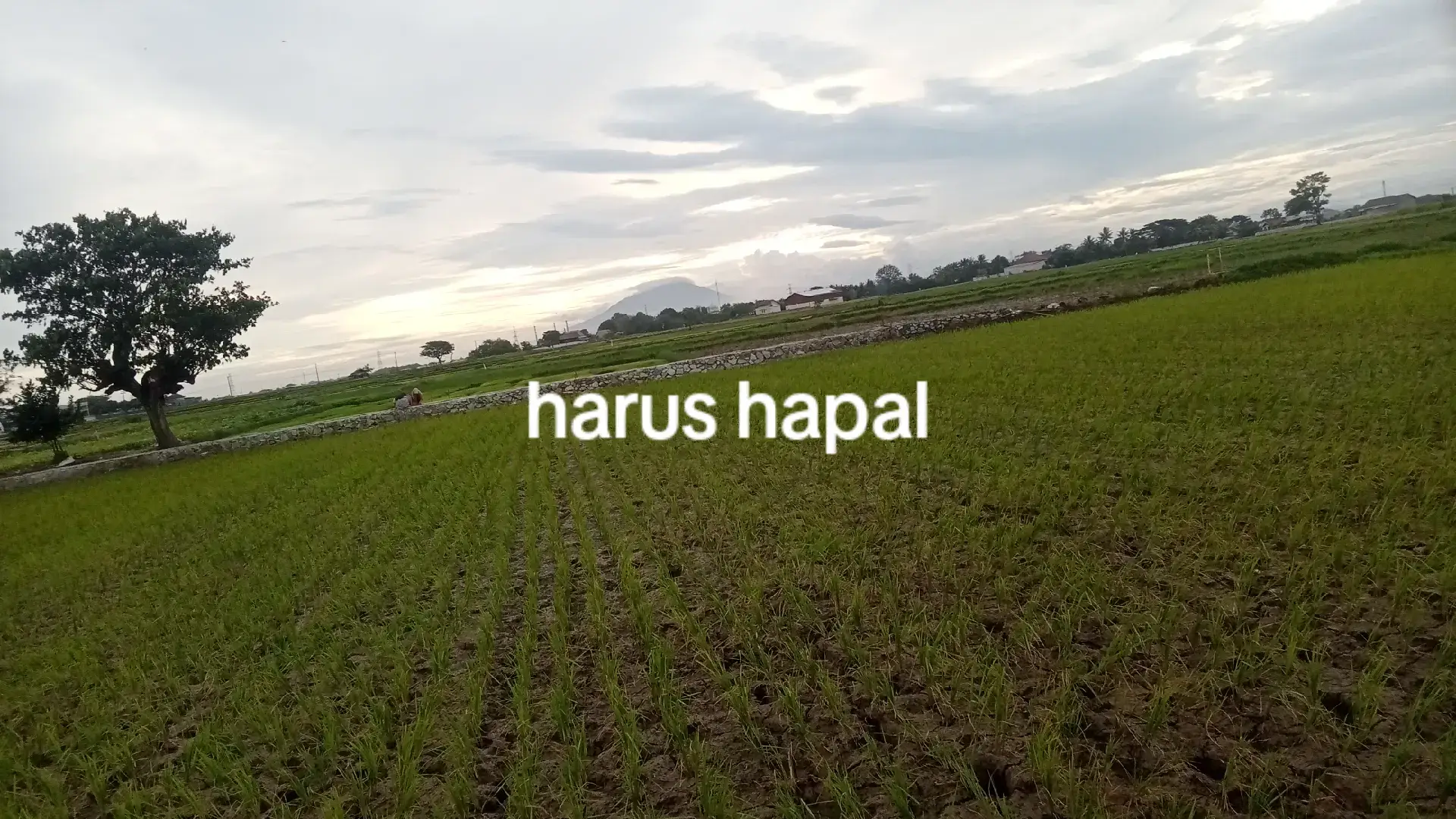 ijab Kobul #bismillahfyp #ijabkobul #masukberandafyp #xyzbcafypシ #foryoupage 